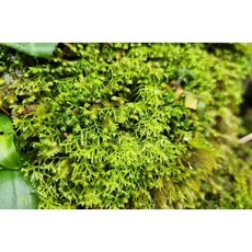 苔鑽 片裝 人工培育苔蘚 雨林缸水陸缸適用, 指葉苔,7cm*7cm, 1個