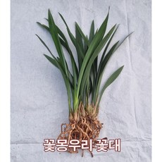산천보세 촉수7촉 / 꽃대3대 동양난 취미난 동양란전문 그린난농원, 1개