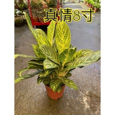 霏霏園藝 真情8寸 花盆 特價優惠 園藝造景 盆栽