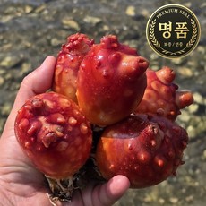 [백화점납품] 당일수확 산지직송 100% 자연산 특상품 통영 활멍게, 1개, 5kg