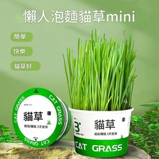 懶人貓草mini 盆栽種子, 1g, 1個, 如圖所示