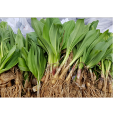 초록담아 울릉 도 명이나물 묘종 명이 명의 모종 산마늘 종근 구근 묘목 특산물 자연산 재배 4년근 5년근 6년근 50촉 100촉 200촉, 100개