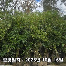 충주원예조경 / 남천나무 / 1.2m, 1개