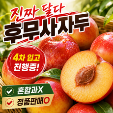 [하루 단 50박스] 진짜 달다 고당도 후무사자두 오직 정품과만 취급, 1박스, 후무사 자두 1kg(상급과)