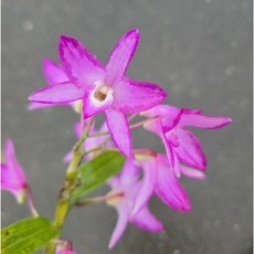 潑墨紅太陽春石斛/非常好種/散射光環境/1.7吋/花期3月