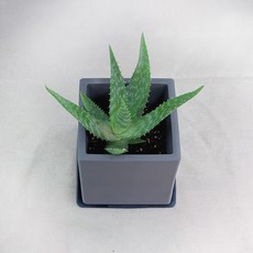 유기농 사포나리아 알로에 공기정화 취미 화분 반려식물, 1개