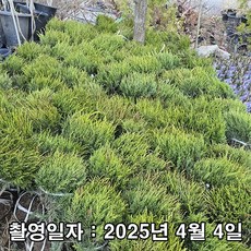 착한가격 나무생각 / 옥향 / 40cm, 1개