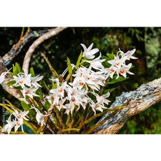 [신라난농원]Dendrobium draconis 덴드로비움 드라코니스.석곡.용석곡.흰색꽃에 주황색립프.용의 불꽃을 연상시킴.인테리어효과.인기품종.필독뒷사진참고, 1개