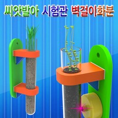 씨앗발아 시험관 벽걸이화분 만들기 쌍떡잎 성장관찰 식물키우기 키우기 재배 외떡잎 관찰