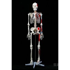 전신 해골 모형 170cm 한 인체 85CM 무신경 교, 9. 180cm 남성 뼈대 근육 부착
