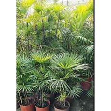 霏霏園藝細葉棕竹種好水泥盆栽，美觀易養，提升居家品味, 8吋盆高60/80公分1000元, 1個