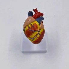 고양이 해부 모형 수의사 교육 전시 해부도 동물 및 실습, T. 개 하트 열 수 있음