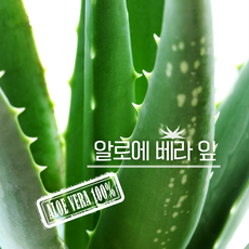 알로에 베라 잎 3kg 5kg 10kg, 1개