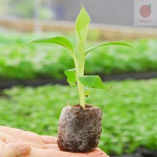 뽀뽀스토어 모종키우기 지피펠렛, 01지피펠렛33mm-10P