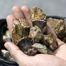 자연산 거북손 500g, 1개