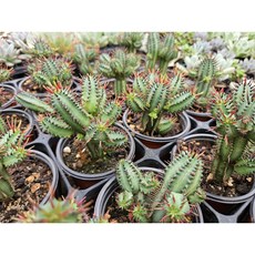 홍기린 선인장 중품 9센치포트 / 테라리움 공기정화 반려식물 국민다육이, 1개