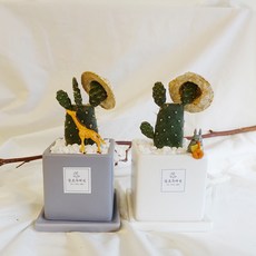 귀여운 반려식물 만세선인장, 블루그레이, 1개