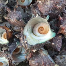 통영 제철 수산물 통영석화 제철석화 평일 당일출발, 1박스, 자연산 뿔소라1kg