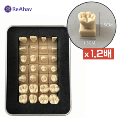 레아하브 덴트박스 1.2배 치아모형, 28개