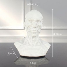 骨美術生專用道具小號肌肉擺件藝用繪畫素描骷髏頭模型可拆, 1個, 白色肌肉模型