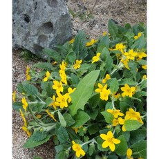 [삼다원]오공구루마.오공국화