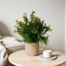 UNMY 인테리어 인조식물 화분장식 미니 인조나무 조화 꽃화분, 1개, 인조 인공 화분(녹색)