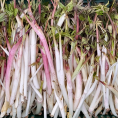 [햇수확] 당일수확배송 국내산 남해 땅두릅, 1개, 500g