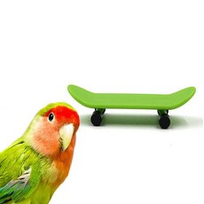 보드 운동 훈련 유발 스케이트 흥미 앵무새 sur+59439Nj