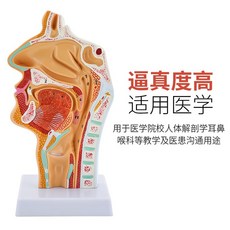 비강 코 해부학 모델 호흡기 의료교육 인체모형 목 인후 후두, C. 식별숫자