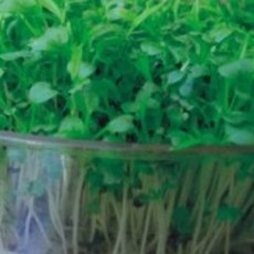 새싹전용 새싹 치커리 야채 채소 종자 품종 씨앗 20g kdy*42630Xb, 1개