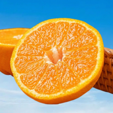 [상위1%] 생산자1등 김순옥명인 제주 한라봉, 1박스, 3KG