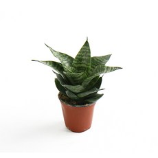 갑조네 허니산세베리아(소품) 실내 공기정화식물, 1개