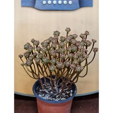 팅커벨 유접곡(3년생), 1개