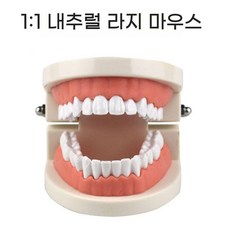 치아 모형 이 구강 교구 이빨 모형 틀니 치과 병원 연습 치아 관리 실습 인체 교육용 실습용, A. 치아 모델(47x15cm)