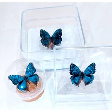蝴蝶標本A1 藍色孔雀蛺蝶 展翅4.5-5CM 馬達加斯加產 珍稀蝴蝶, 方型小盒組