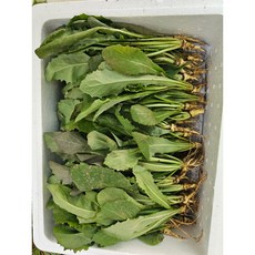 재영농산 여수 당일채취 생고들빼기 쌉싸름한 신선채소 반찬 샐러드용, 1박스, 3kg