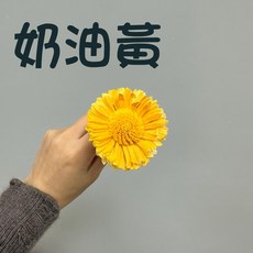 花藝夢 向日葵索拉 8公分 5支 高品質索拉 擴香花 乾燥花 永生花 不凋花 畢業花束 向日葵 大朵向日葵, 奶油黃, 奶油黃