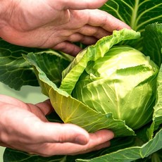 제주도 햇 미니양배추 2kg, 없음, 3kg, 1개