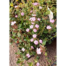 행복한꽃순이//넝쿨장구채/노지월동, 1개