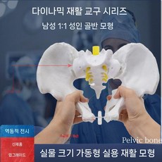 인체 골반 모형 교육 신체 골반모형 학교 미니 골반뼈 모델 교육용 교구, B. 다이나믹 남성 골반