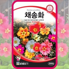 채송화 씨앗 2000립 채송화 꽃씨 몰 종자 포튤라카 따꽃 쇠비름속 Portulaca, 1개