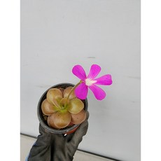 [어썸플라워] 벌레잡이제비꽃 모라넨시스 식충식물 1개