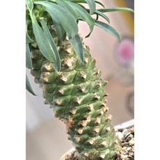 파인애플 선인장 괴마옥