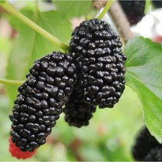 100%품질보장 최상급특품 산지직송 생과 오디, 1세트, 10kg