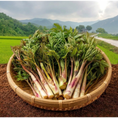 [제철특가] 산지직송 향긋한 봄나물 땅두릅, 500g, 1개