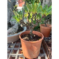 霏霏園藝黑姑芙蓉盆栽 室內盆栽植物 美化空間 淨化空氣, 1個, 沒鐵線800元