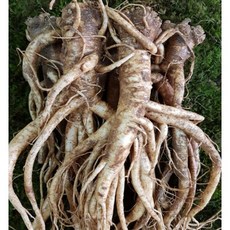 청청청 횡성도라지농가 나물도라지 약도라지 술담금용 .달임용도라지, 1kg(약도라지,특품), 1개