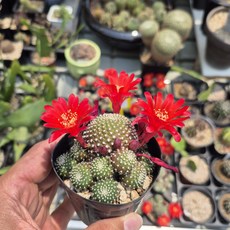 레드파이 선인장 국민다육 랜덤상품