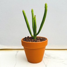 연필 농장직송 산아래 다육이 생병력최고 키우기쉬운 공기정화 전자파차단 선인장 다육식물 풀멍, 럭셔리, 1개