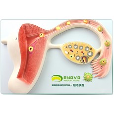 enovo 의료 인간 수정란 모형 임신 배아 아동 발달 과정 자궁 조직